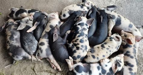 NegOr imposes indefinite ban on Cebu pork.